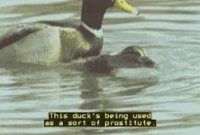 images.jpeg