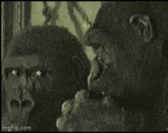1785351229041.gif 1785351229041.gif